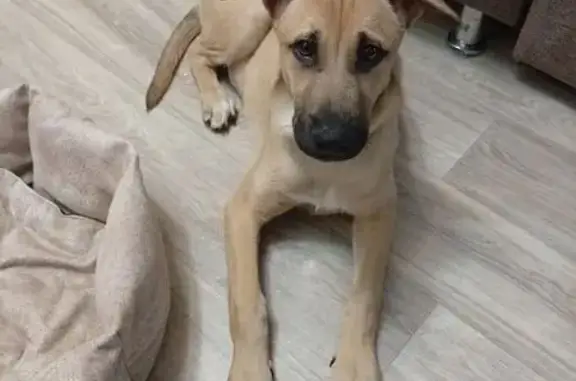 Найдена собака, Ульяновск, фото: Найден собака, улица Полбина, 48, Ульяновск - бежевый с сероватым хвостиком