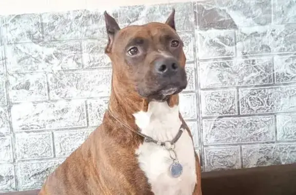 Пропала собака, женский пол, Батумская улица, 31, Шахты - тигровый окрас - photo