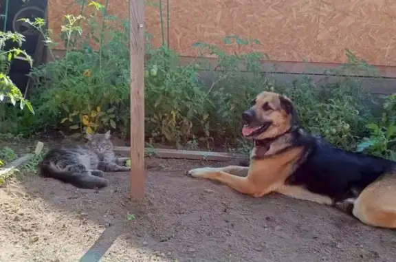 Пропала собака, Дурниха, Московская область - смесь овчарки и лабрадора - photo