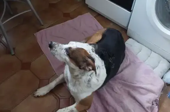 Найдена собака, Долгопрудный, фото: Найдена собака, женская, Первомайская улица, 52, Долгопрудный - метис овчарки