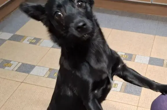 Найдена собака, Курган, фото: Найдена собака, мужской пол, Советская улица, 39А, Курган