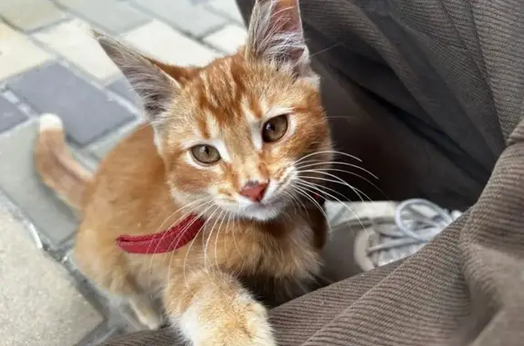 Кошки потеряшки, Щёлково, фото: Потеряшка кот, Щёлково - кисточки на ушах и буква 'М' на лбу