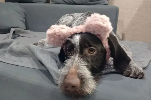 Пропала собака, Октябрьский переулок, Винзили - photo