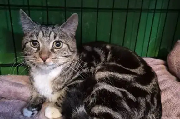 Найдена кошка, Калининград, фото: Найден кот, улица Чернышевского, Калининград - белая грудка, серо-чёрные полоски