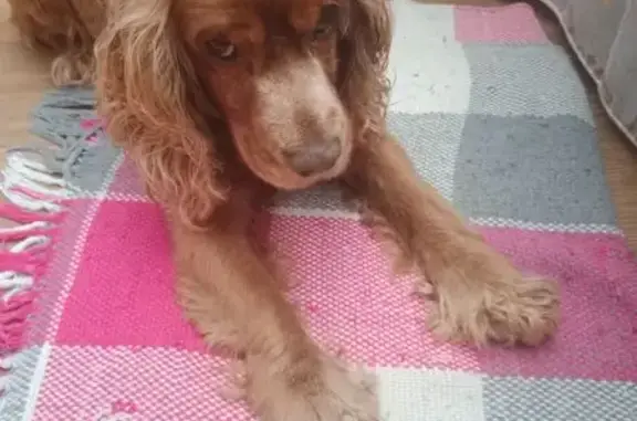 Найдена собака, Смоленск, фото: Найден собака, Фаянсовая улица, 23, городской округ Смоленск - рыжий в синей футболке