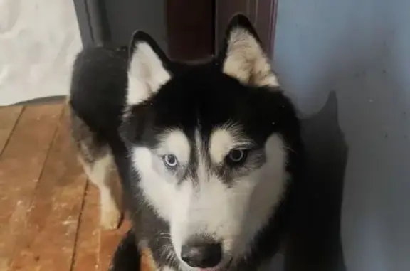 Найдена собака, Мытищи, фото: Найден собака, Рогачёвское шоссе, 58И, Мытищи - хаски выглядит красиво