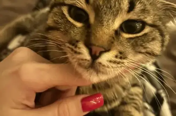 Найденные животные Ставрополь, фото: Найден кот, улица Рогожникова, 13, Ставрополь - домашний и ручной