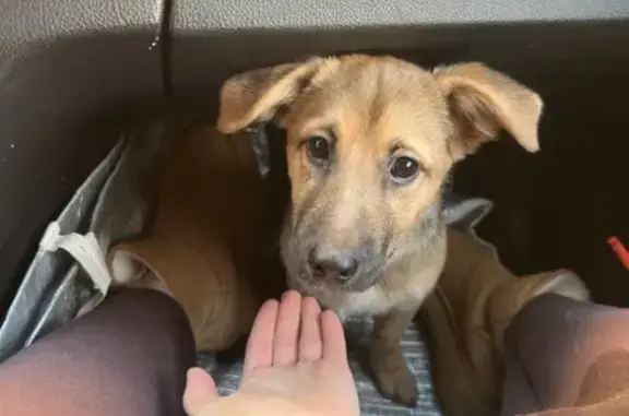 Найдена собака, Калининград, фото: Найдена собака, ул. Левитана, Калининград - щенок девочка