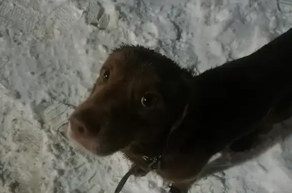 Найдена собака, Котовск, фото: Найден собака, улица 9-й Пятилетки, городской округ Котовск - добрый, худой, с ошейником