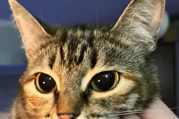 Кошки потеряшки, Красноярск, фото: Потеряшка кошка, улица 52-й квартал, 13, Красноярск - огромные глазки и ушки