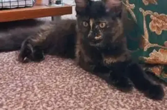 Пропала кошка, улица Ленина, 89, Лабинск - черепаховый окрас - photo