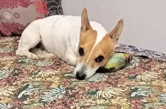 Найденные животные Каменск-Шахтинский, фото: Найден собака, Дачная улица, Каменск-Шахтинский - джек рассел или скрещенный с ним