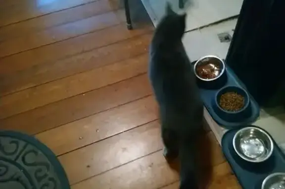 Найдена кошка, Лесколовское, фото: Найдена кошка, Круговая улица, Лесколовское - похожа на британку