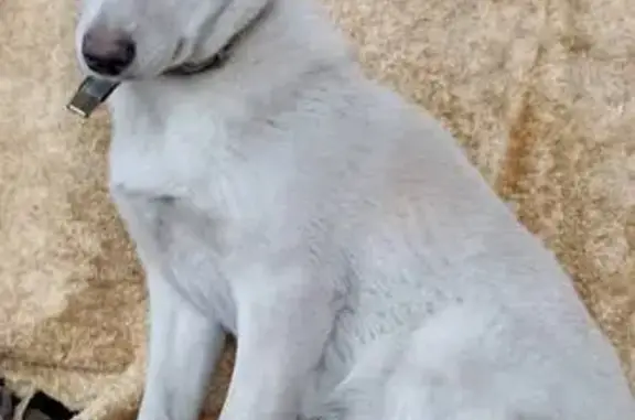 Найдена собака, Калининград, фото: Найдена собака, улица Миклухо-Маклая, 20, Калининград - белая