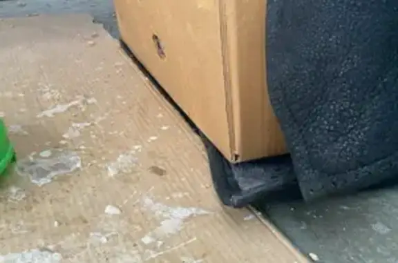 Найдена кошка, Лесколовское, фото: Найдена кошка, Круговая улица, Лесколовское - миниатюрная и пугливая