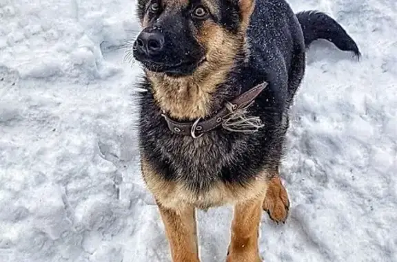 Найдена собака, Каменка, фото: Найдена собака, девочка, трасса Пенза-Тамбов, Каменка