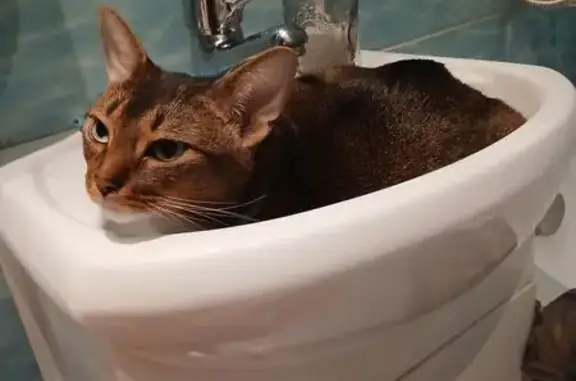 Пропала кошка, Союзная улица, 5 к2, Химки - photo