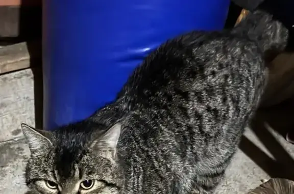 Найдена кошка, Новый, фото: Найден кот, Южная улица, 2А/1, Новый - ухоженный, домашний