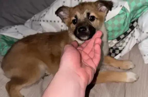 Найдена собака, Курск, фото: Найдена собака, проспект Дружбы, городской округ Курск - девочка с ошейником