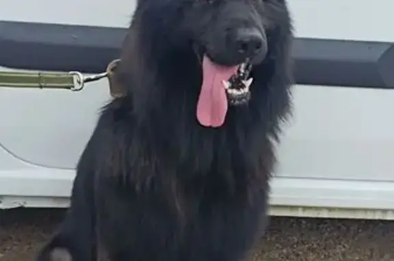 Пропал собака, Уфа, Башкирия - чёрный длинношёрстный немец с ошейником - photo