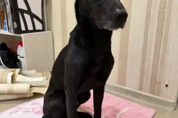 Найдена собака, Тольятти, фото: Найден собака, Юбилейная улица, Тольятти - дружелюбный и ухоженный