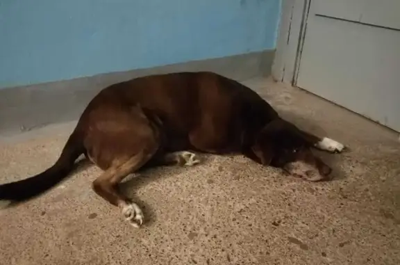 Найдена собака, Зеленодольск, фото: Найден собака, мужской, улица Королёва, 23, Зеленодольск