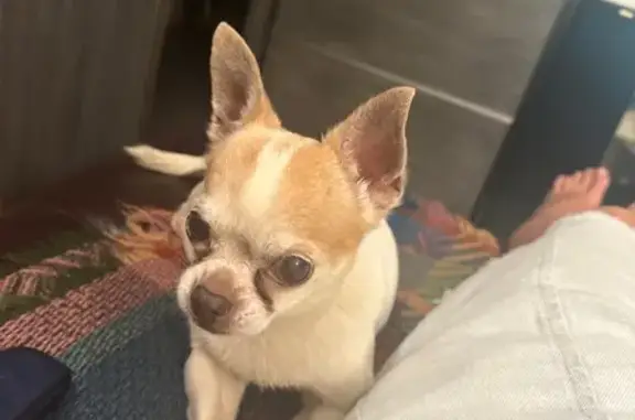 Пропал собака, Яхтенная улица, 2 к1, Санкт-Петербург - старенький чихуахуа, глухой - photo