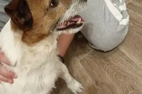 Найдена собака, Казань, фото: Найден собака, улица Рихарда Зорге, 13В, Казань