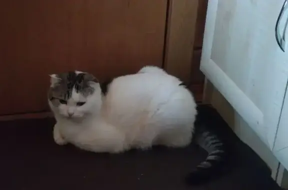 Пропала кошка, мужской, Кооперативная улица, 12, Руза - белый с серыми пятнами - photo