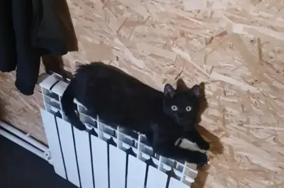 Пропал кот, Промышленная улица, 8Д, Нефтекамск - полностью черный, глаза жёлтые - photo