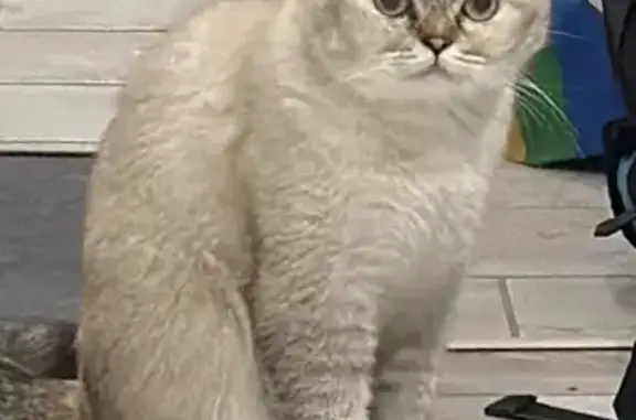 Кошки потеряшки, Казань, фото: Потеряшка кошка, улица Гарифа Ахунова, 10, Казань - светло пепельная, трусливая