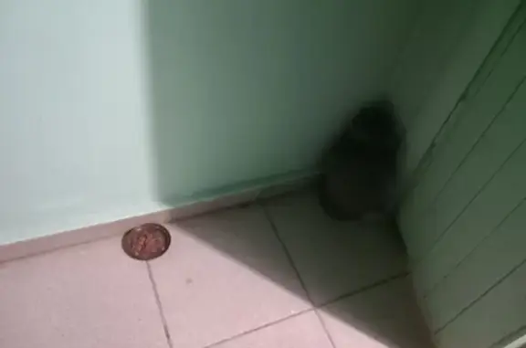 Поиск домашних животных, фото: Найдена кошка, Калужская улица, 24, Обнинск - дымчатый окрас, тихий и спокойный