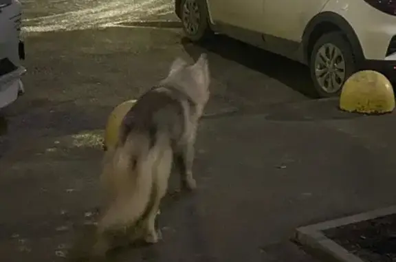 Найдена собака, Ростов-на-Дону, фото: Найдена собака, Днепровский переулок, 124Д, Ростов-на-Дону - предположительно хаски, светло-серая