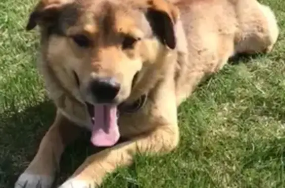 Пропал собака, Зелёная улица, 16, Заречье - добродушный и умный мальчик - photo