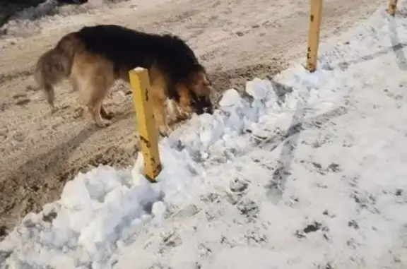 Найдена собака, Поведники, фото: Найдена собака, Санаторная улица, Поведники - крупный кобель