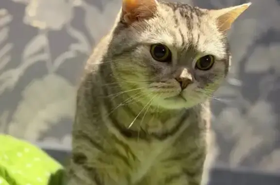 Пропал кот, бульвар Ураева, 7А, Йошкар-Ола - photo