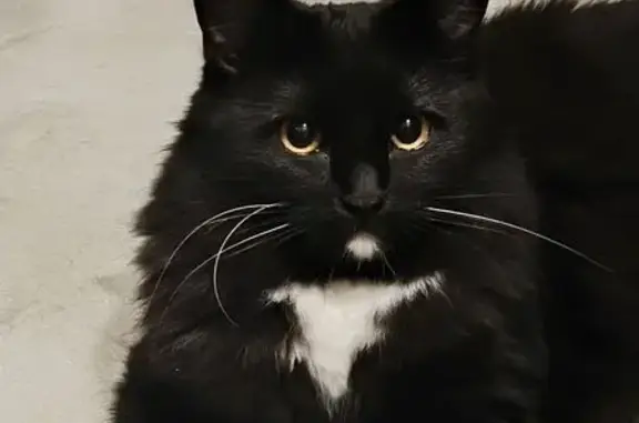 Пропала кошка, Егоровская улица, 3, Киров - пушистая, чёрная с белыми участками - photo