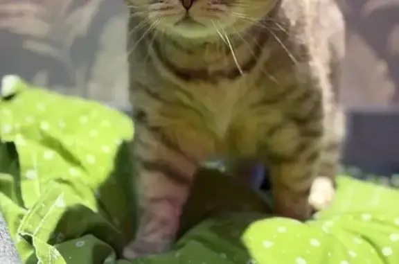 Пропал кот, бульвар Ураева, 7А, Йошкар-Ола - photo