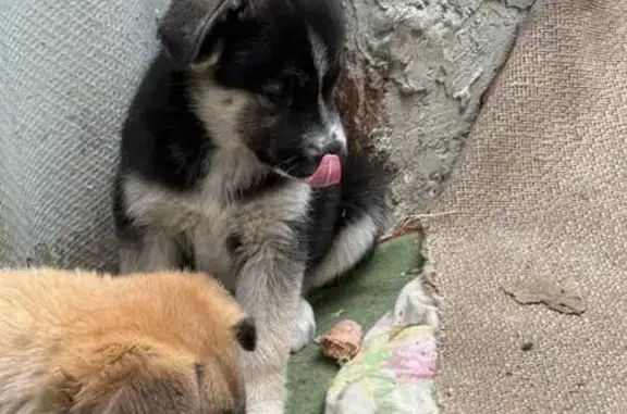 Пропал щенок, Кисловодск, Ставропольский край - белочерный окрас - photo