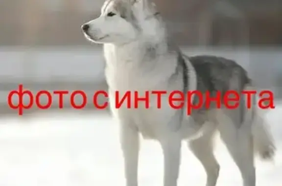 Найдена собака, Псков, фото: Найдена собака, женский пол, улица Свердлова, Псков