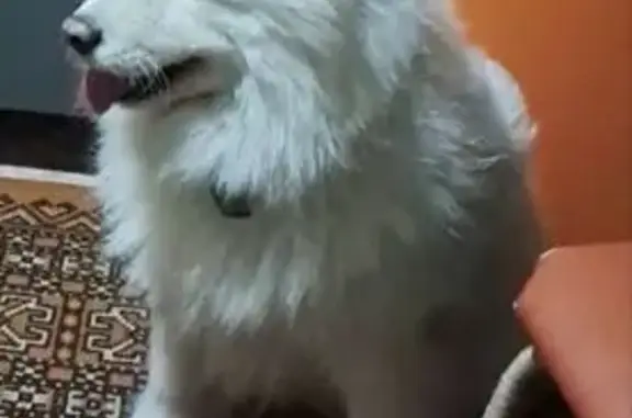 Найдена собака, Юрга, фото: Найдена собака, улица Исайченко, Юрга - самоедская лайка, белая и пушистая