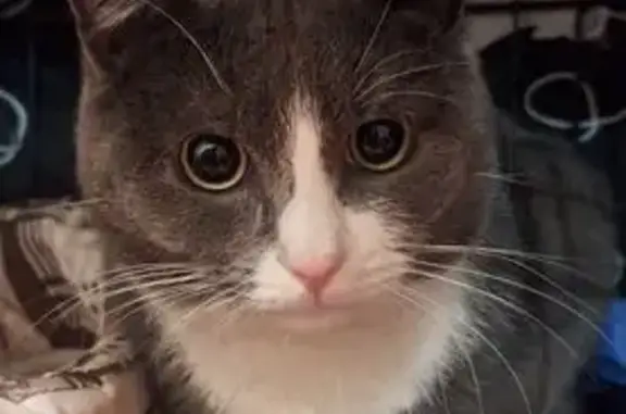 Найдена кошка, Видное, фото: Найдена кошка, Советская улица, 17, Видное - ласковый мальчик около года