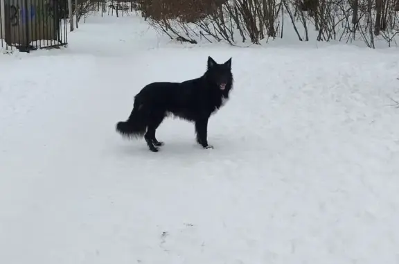 Найдена собака, Санкт-Петербург, фото: Найдена собака, проспект Испытателей, Санкт-Петербург - чёрный с белым пятнышком на груди