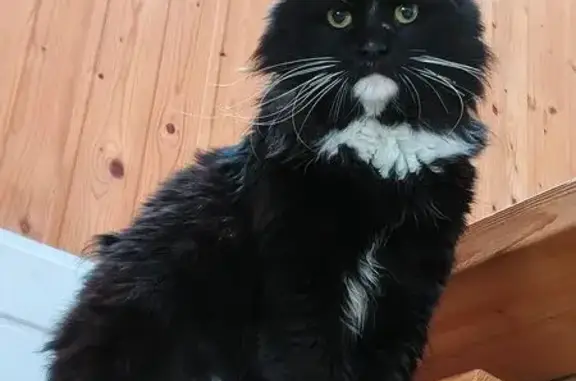 Найденные животные Хотьково, фото: Найдена кошка, 1-я Больничная улица, 17, Хотьково - пушистый чёрный с белыми пятнами