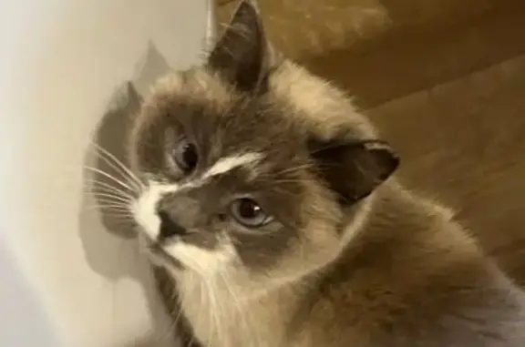 Пропала кошка, Астрономическая улица, 1Б, Хабаровск - дымчатая тайская с голубыми глазами - photo