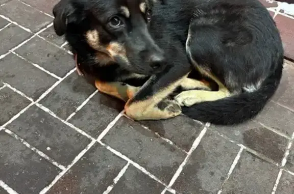 Найдена собака, Хабаровск, фото: Найден собака, Трубный переулок, 6, Хабаровск - коричневый ошейник