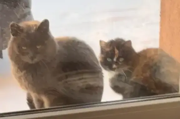 Найдена кошка, Зубовский сельсовет, фото: Найдены кошки, СНТ Заозерье, Зубовский сельсовет - возможно брошенные