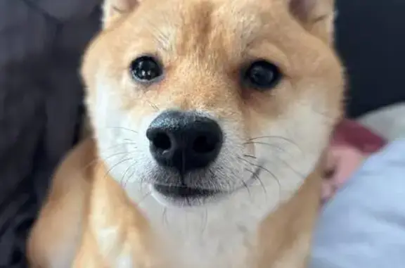 Собаки потеряшки, Самара, фото: Потеряшка собака, улица Бубнова, 3, Самара - откликается на кличку Аки