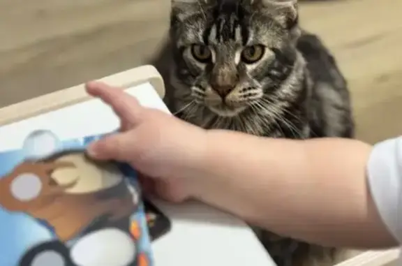 Пропала кошка, Грушевый переулок, 118, Кневичи - отзывается на кличку - photo