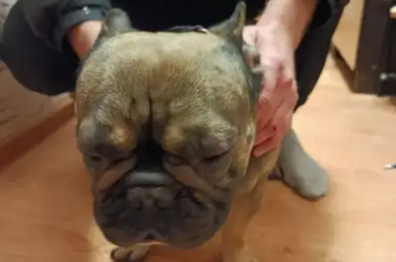 Найдена собака, Краснодар, фото: Найден собака, Ахтарская улица, Краснодар - яростно лаял на дверь подъезда